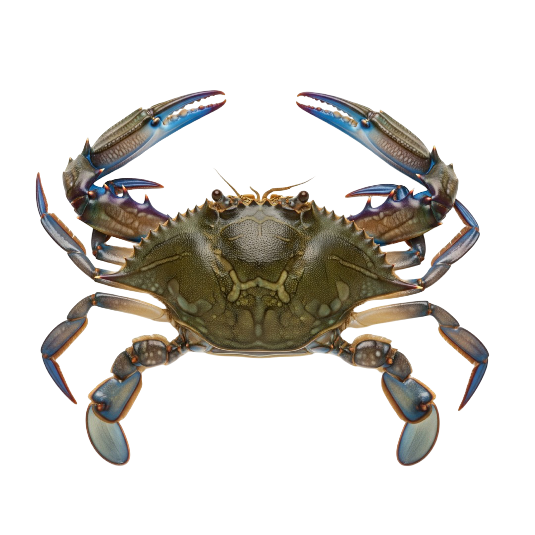 Cangrejo azul
