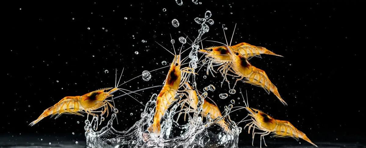 Imagen de alta calidad de camarones en movimiento en agua, evocando la frescura y disponibilidad en Aguasalada.Online.