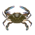 Grader's Reserve Blue Crab, Whole | Price per kilo - AguaSalada.US