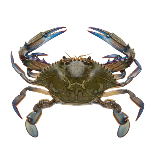 Premium Blue Crab, Whole (Cangrejo Azul Entero a Granel) | Precio por kilo
