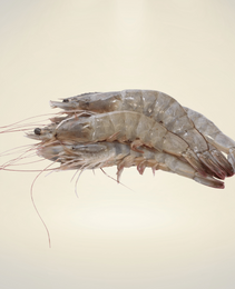 Camarones gourmet enteros y frescos para cocteles, ceviches y parrillas