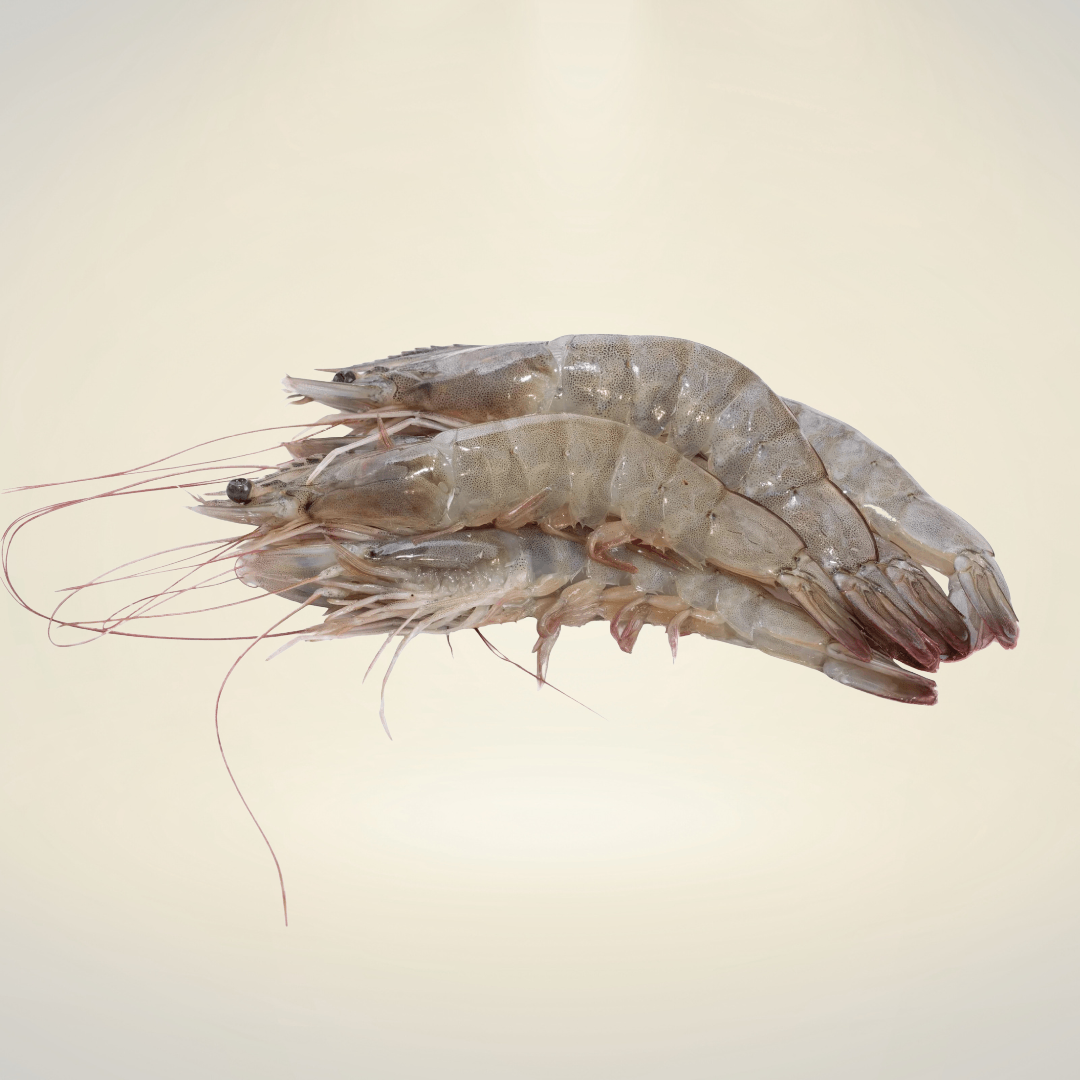 Camarones gourmet enteros y frescos para cocteles, ceviches y parrillas