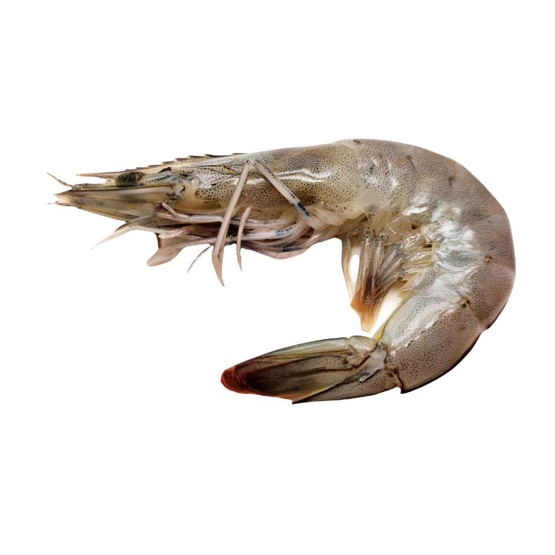 Langostinos Enteros XL del Golfo de Venezuela | Gourmet – Frescos e impactantes