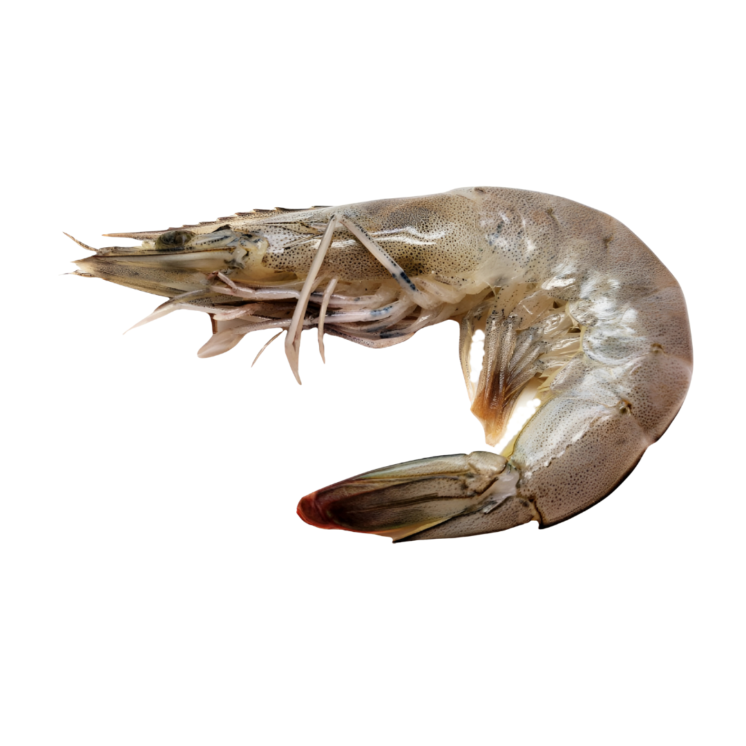 Langostinos enteros XL del Golfo | Precio por kilo