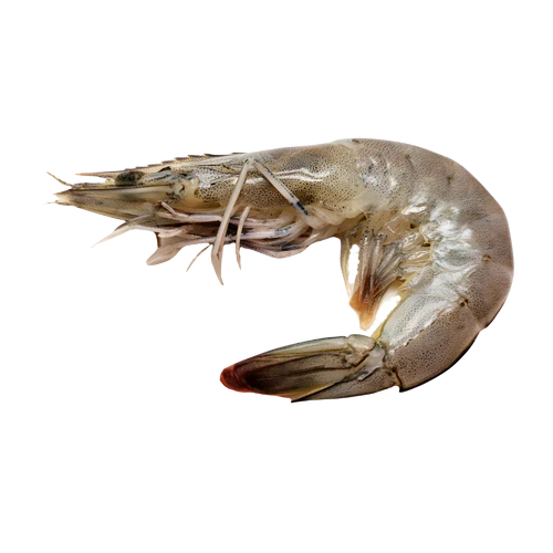 Prime Whole Caribbean Prawns, size XL | Price per kilo - AguaSalada.US