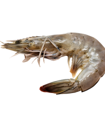 Langostinos Enteros XL del Golfo de Venezuela | Gourmet – Frescos e impactantes