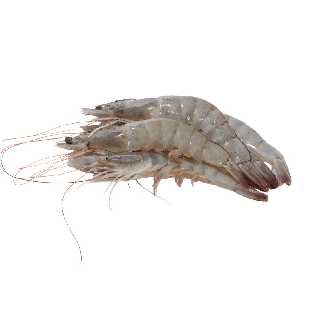 Camarón entero M del Golfo | Precio por kilo