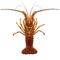 Grader's Reserve Whole Caribbean Lobsters | Price per kilogram - AguaSalada.US