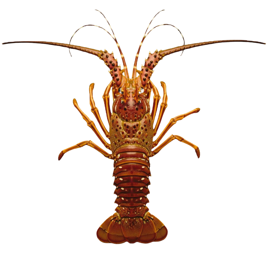 Langostas Enteras del Golfo de Venezuela | Precio por kilo