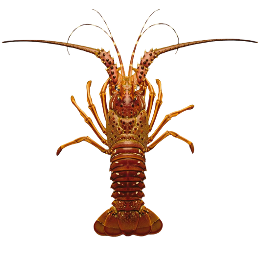 Langostas Enteras del Golfo de Venezuela | Precio por kilo