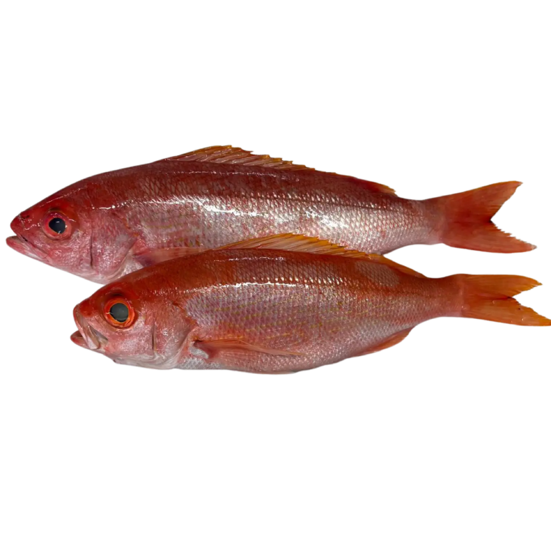 B-Liner Snapper (Pargo Cunaro) Entero Eviscerado - IQF Premium
