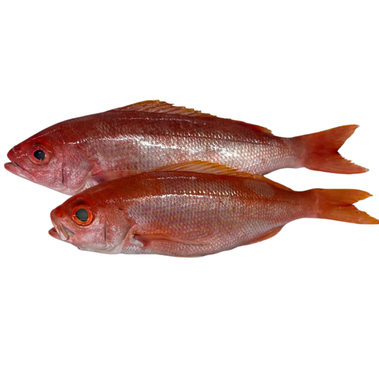 B-Liner Snapper (Pargo Cunaro) Entero Eviscerado - IQF Premium