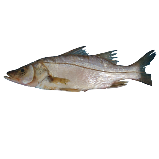 Snook (Róbalo) Entero Eviscerado - IQF Premium
