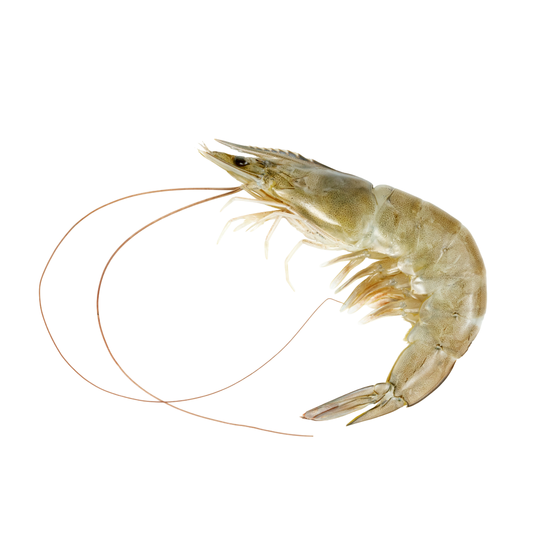 Camarón entero L del Golfo | Precio por kilo