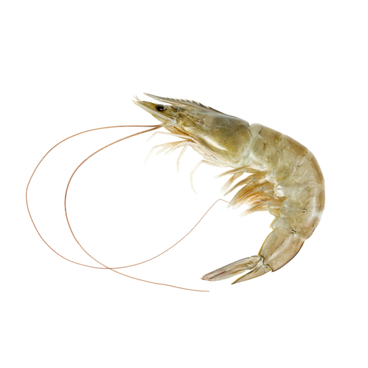 Camarón entero L del Golfo | Precio por kilo