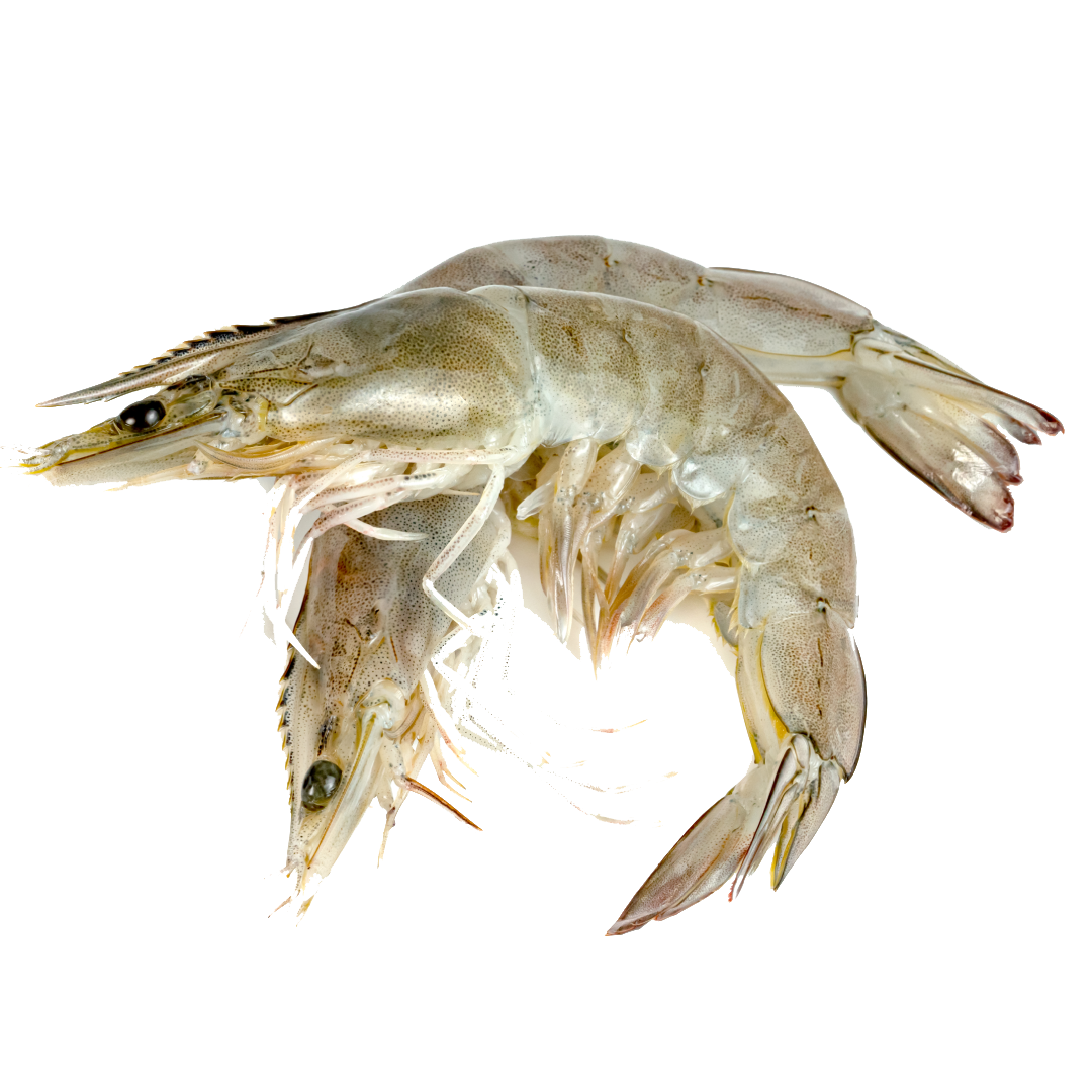Shrimp, Whole Round (Camarón del Lago A Granel) | Precio por kilo