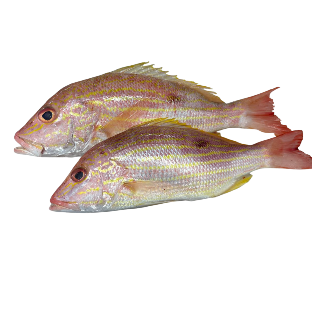 Lane Snapper (Pargo Guanapo) Entero Eviscerado - IQF Premium
