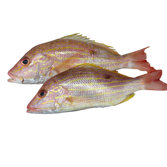 Lane Snapper (Pargo Guanapo) Entero Eviscerado - IQF Premium