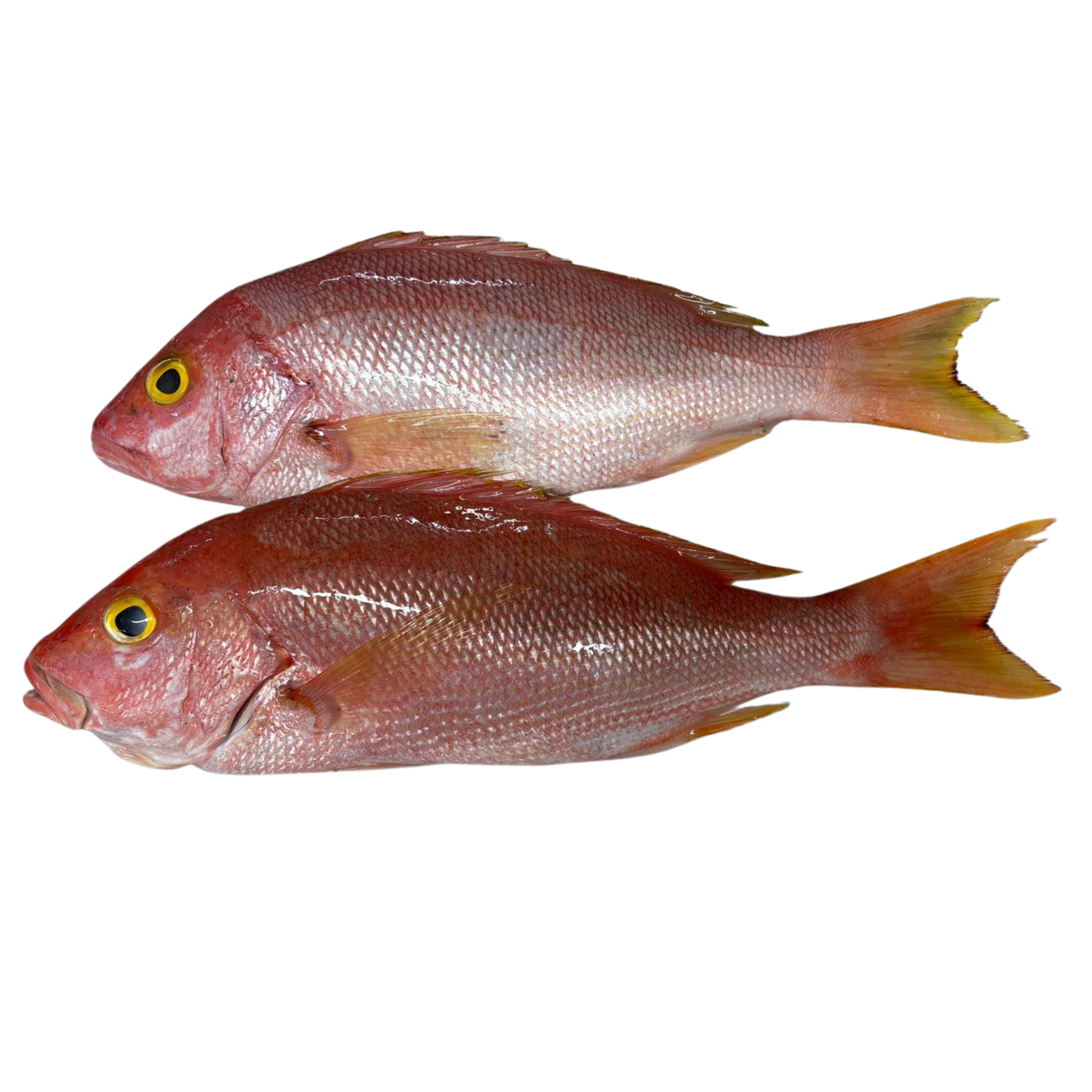 Red Snapper (Pargo Rojo) Entero Eviscerado - IQF Premium