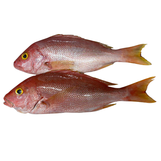 Red Snapper (Pargo Rojo) Entero Eviscerado - IQF Premium